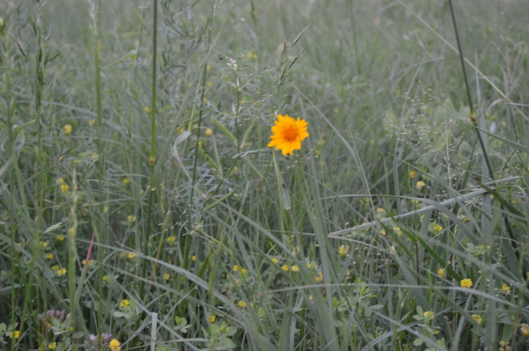 Lovely yellow surprises dot this flower heaven. 