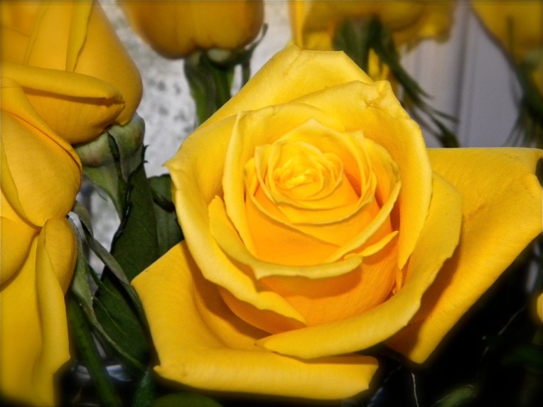 Yellow roses always brighten the day! 
