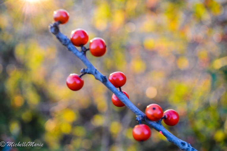 just berries no leaves 