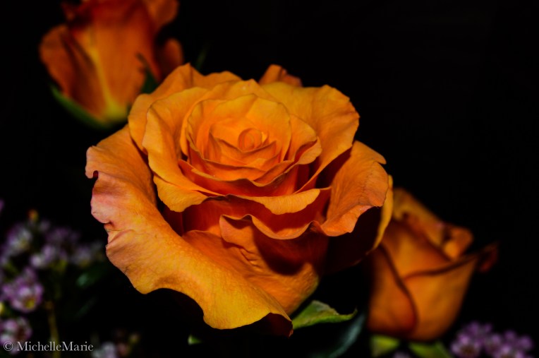 Rosesforbabygirl (1 of 1)