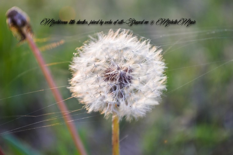 Tinylittledandles2 (1 of 1)