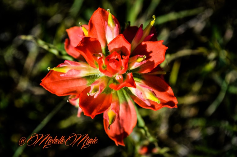 Indianpaintbrushes (1 of 1)