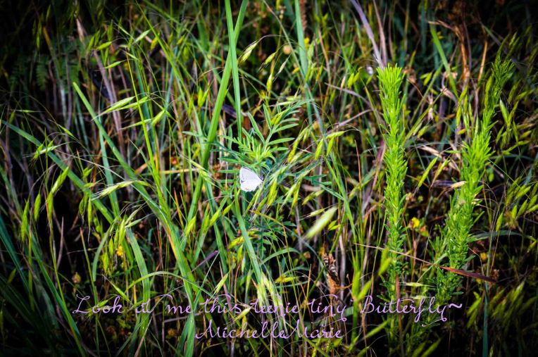 lookatinybutterfly (1 of 1)