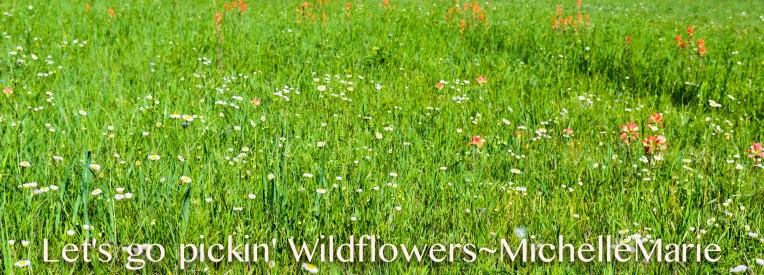 pickinwildflowers (1 of 1)