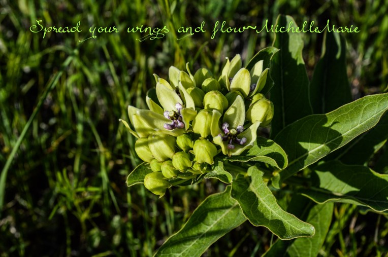 spreadyourwingsandgrow (1 of 1)