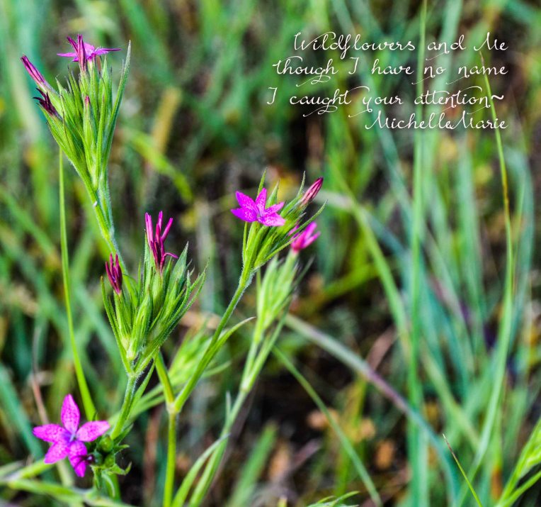 Wildflowers and Me (1 of 1)-3