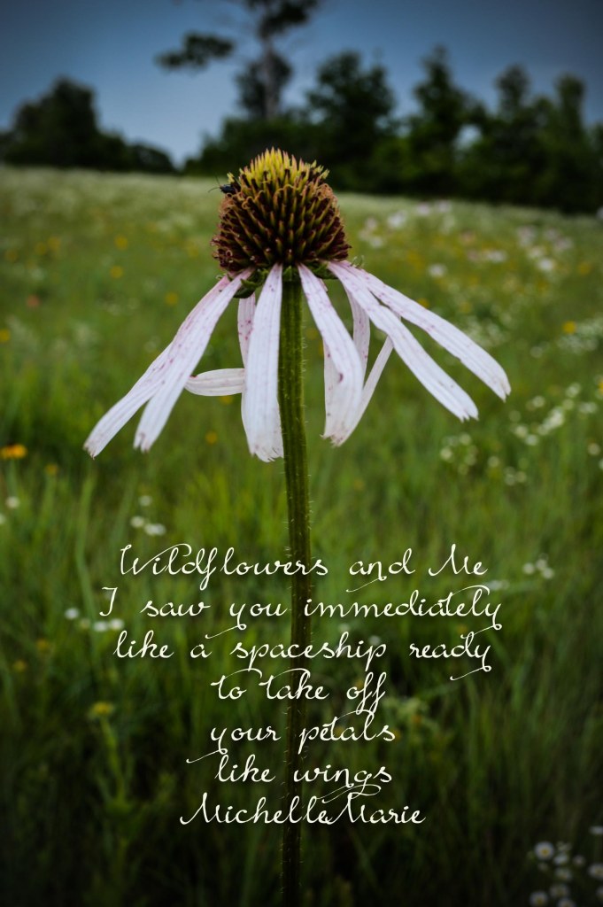 wildflowerspaceship