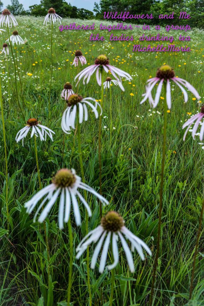 wildflowrerswhitepetals (1 of 1)