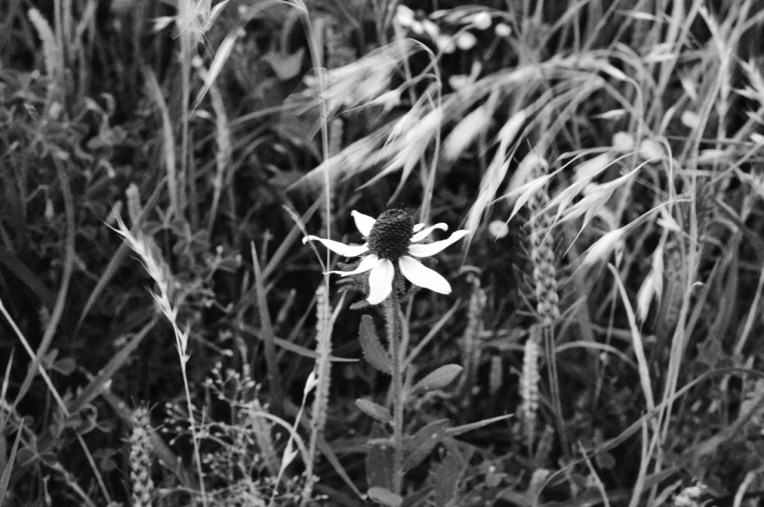 DSC_0383 (1280x851) (2)