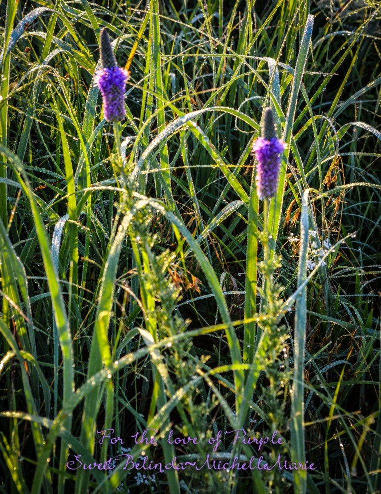 fortheloveofpurple (1 of 1)