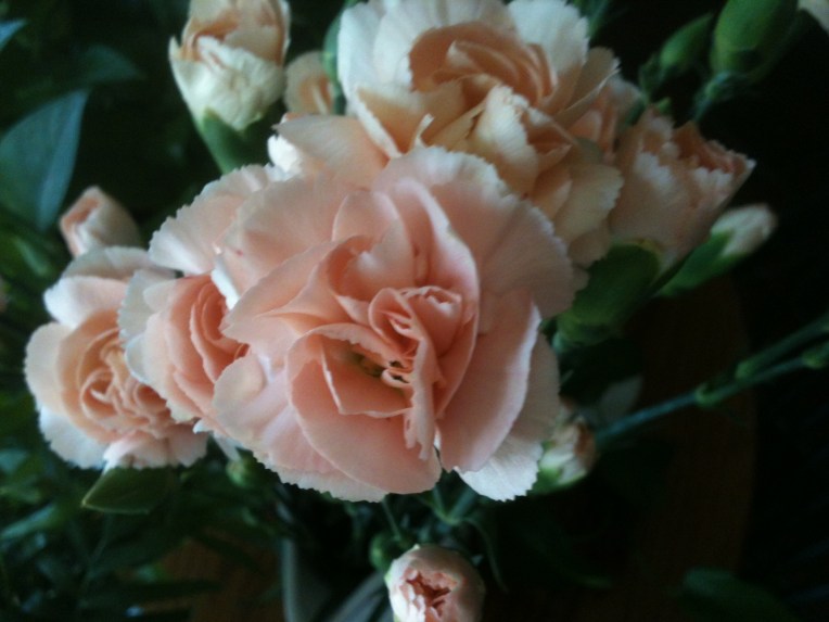 Mini pink carnations 