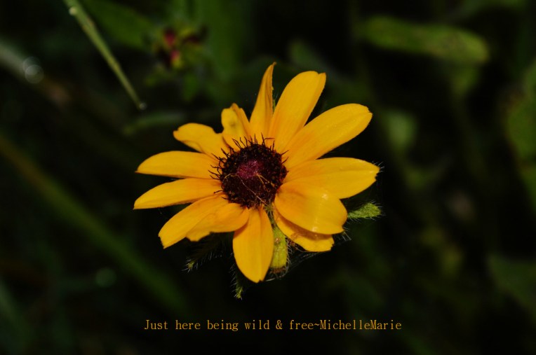 justherebeingwildfree