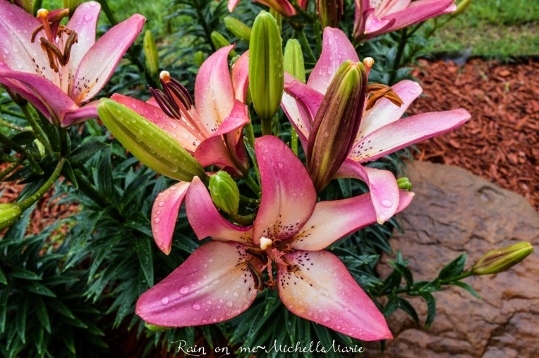 Lilyraining (1 of 1)