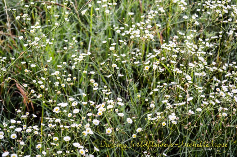 MichelleMarie (1 of 1)