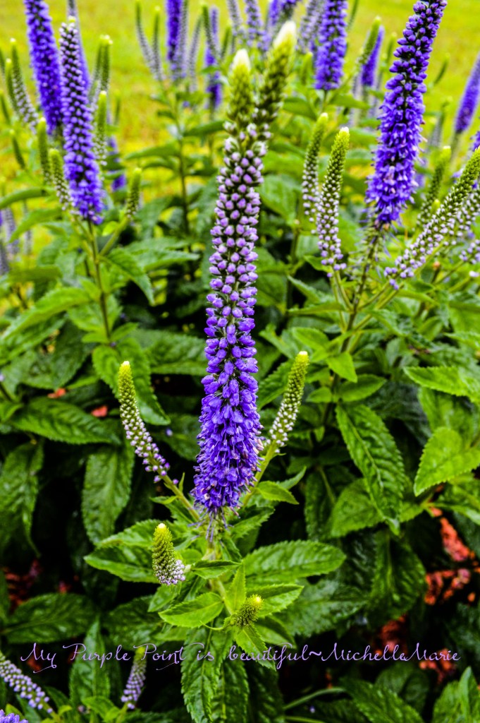 Purplepoint (1 of 1)