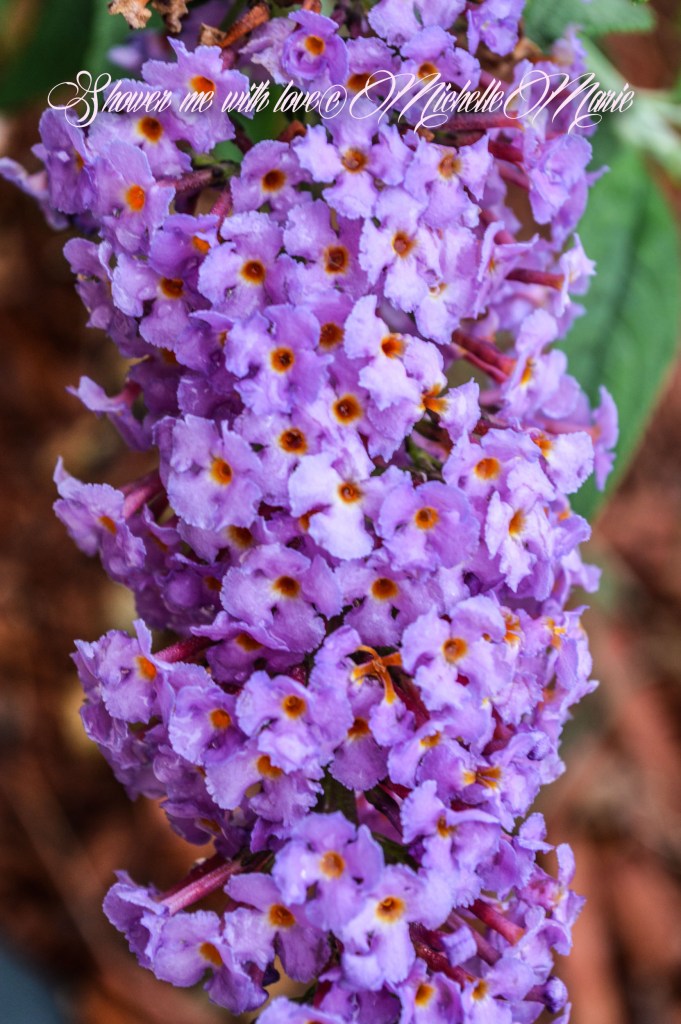 showermewithlove (1 of 1)