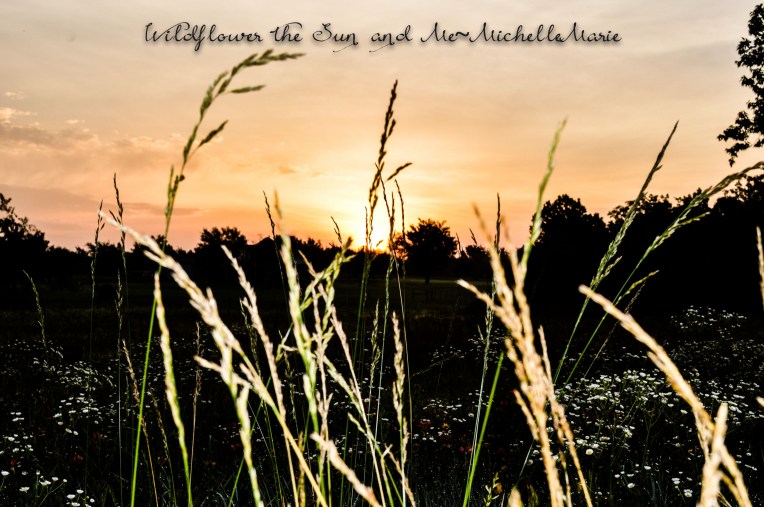 Wildflowers the Sun and Me (1 of 1)