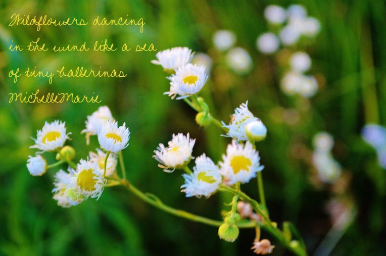 wildflowersdancing