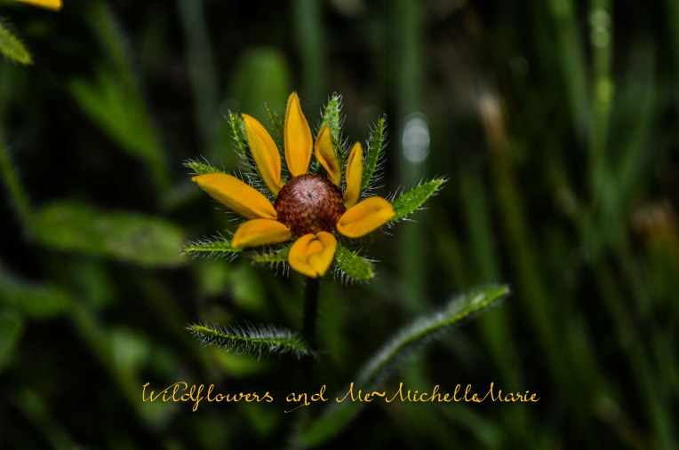 Wildflowers&Me (1 of 1)