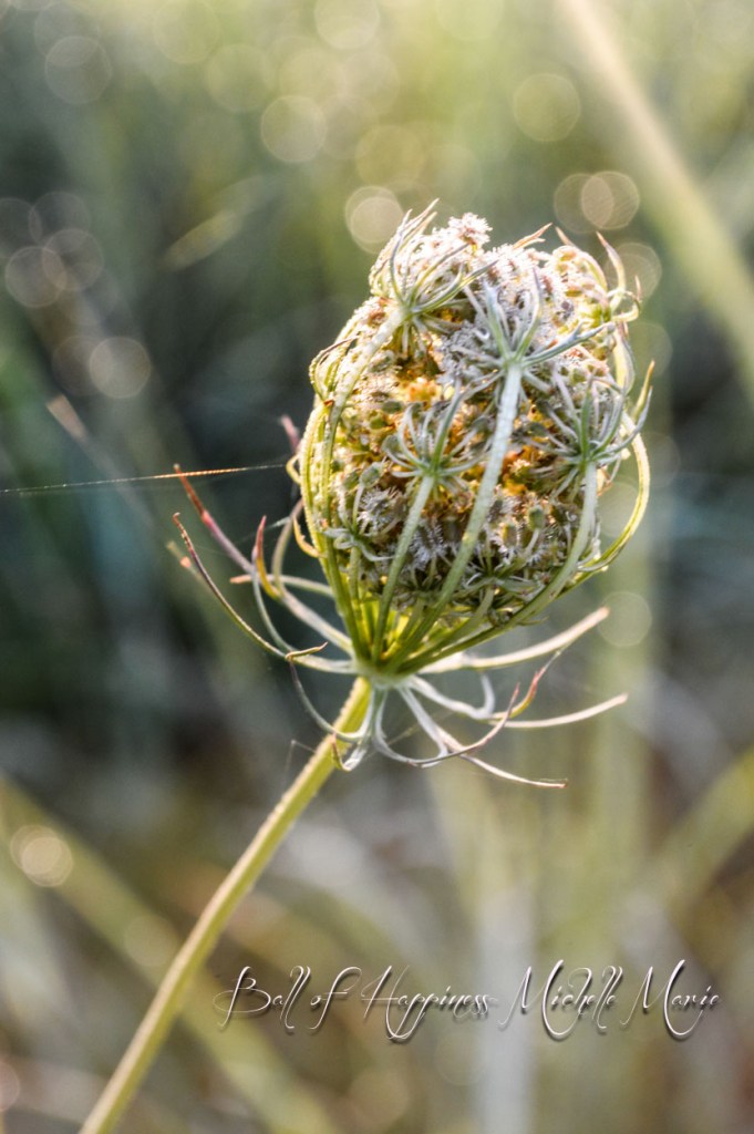 Ball of Happiness (1 of 1)