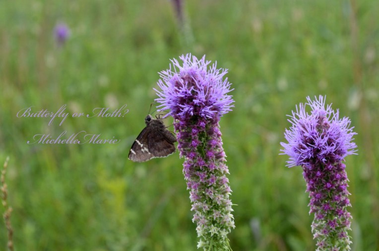 butterflyormoth copy