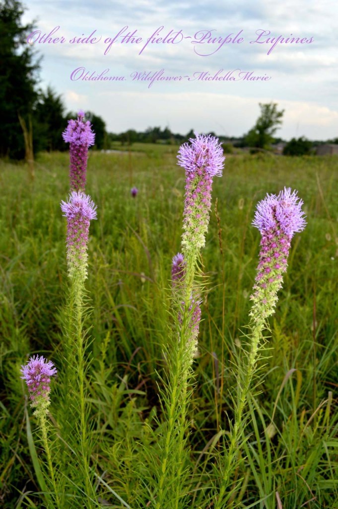 othersideofthefield copy