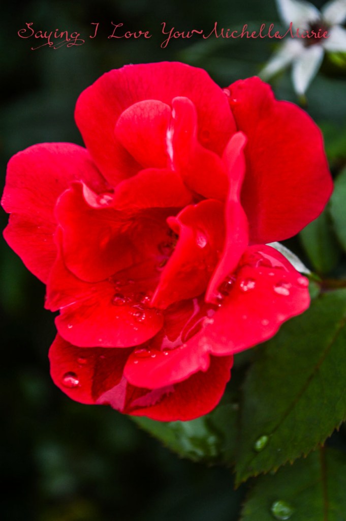 SayingIloveyou (1 of 1)