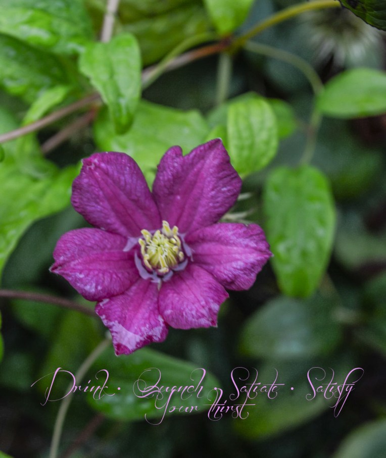 tocatchtherain (1 of 1)