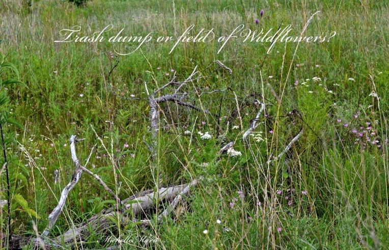 trashdumpfieldofwildflowers copy