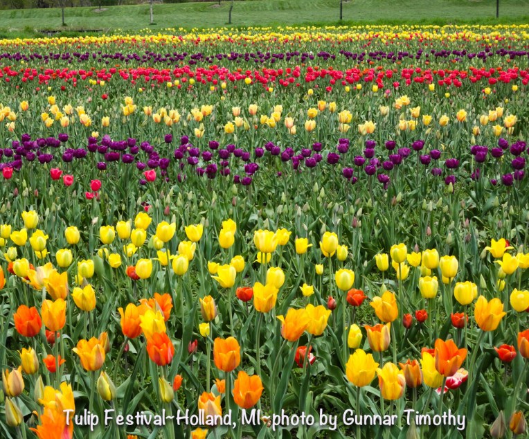 Tulip Festival~Holland, MI