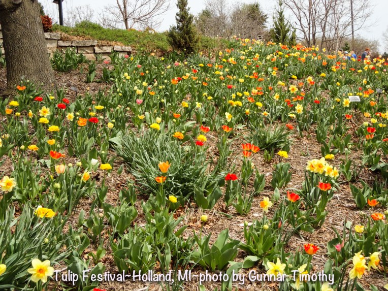 Tulip Festival, Holland MI UG (1 of 1)-2