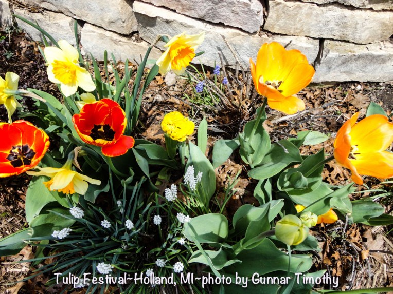 Tulip Festival, Holland MI UG (1 of 1)-3