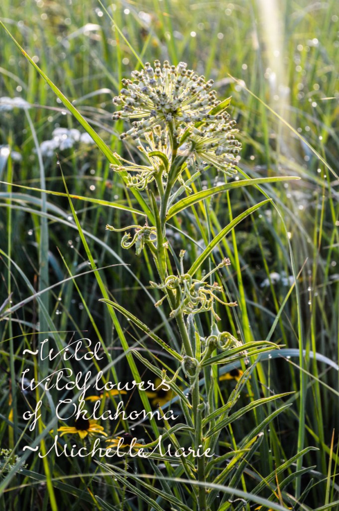 Wildflowers N Me (1 of 1)