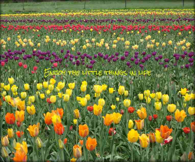 Ezjoythelittlethings