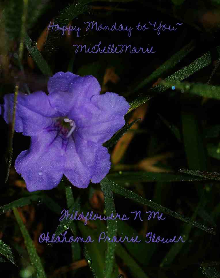 OklahomaPrairieFlower