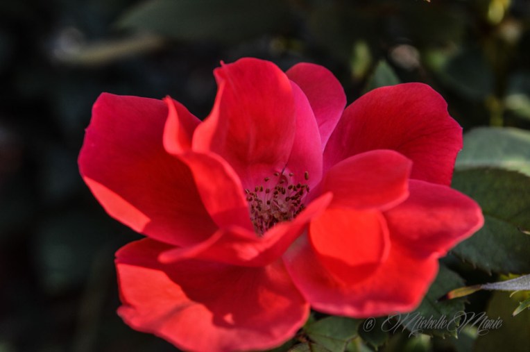 Orangeflowers (1 of 1)-2