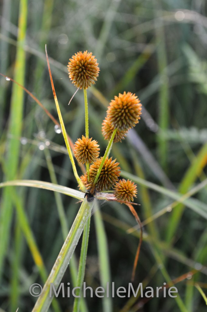 Wildflowerneverknow (1 of 1)