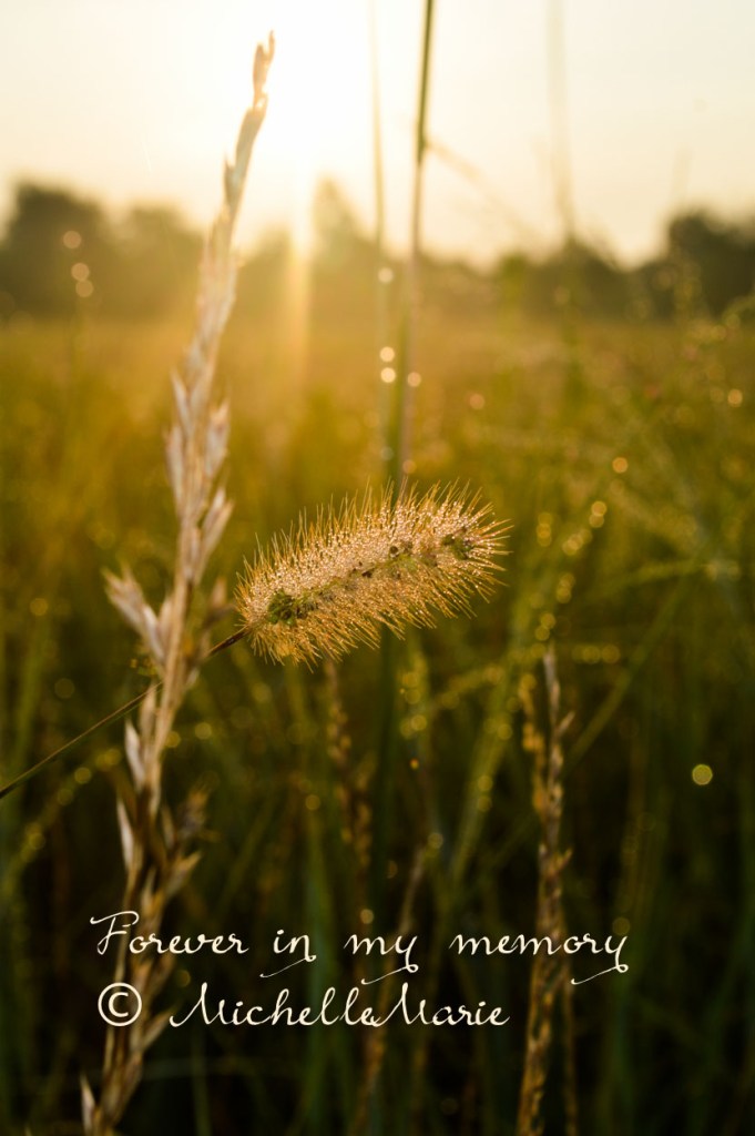 Wildflowerneverknow1