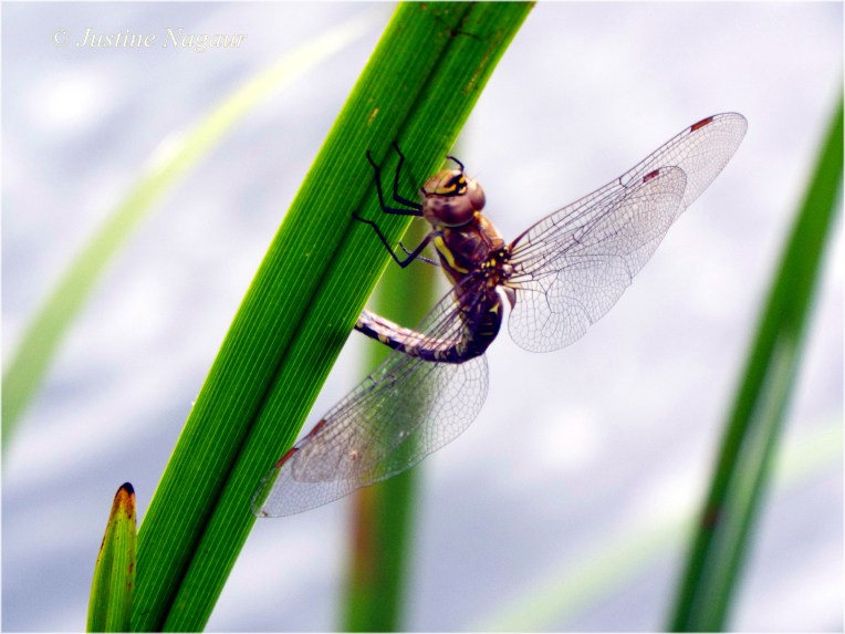Dragonfly or damselfly