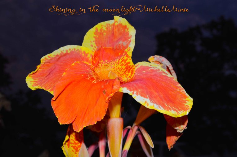 brightbynight (1 of 1)