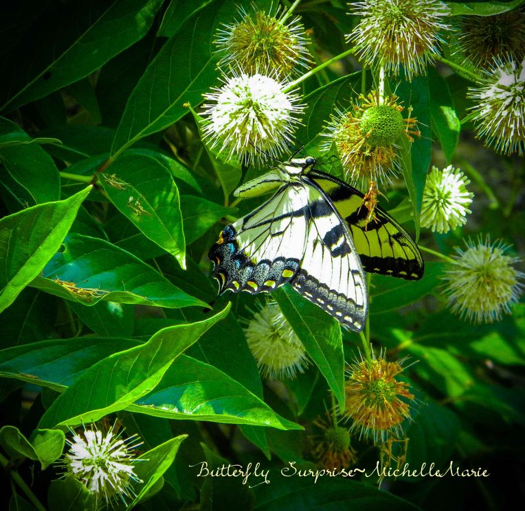 ButterflySurprise (1 of 1)