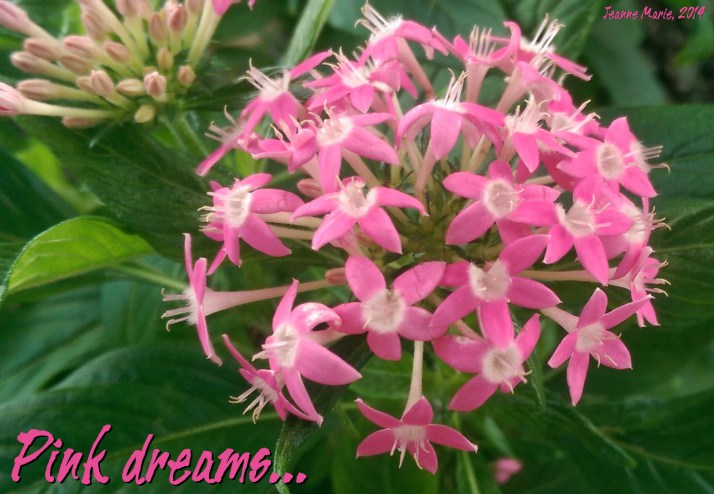 dreams1