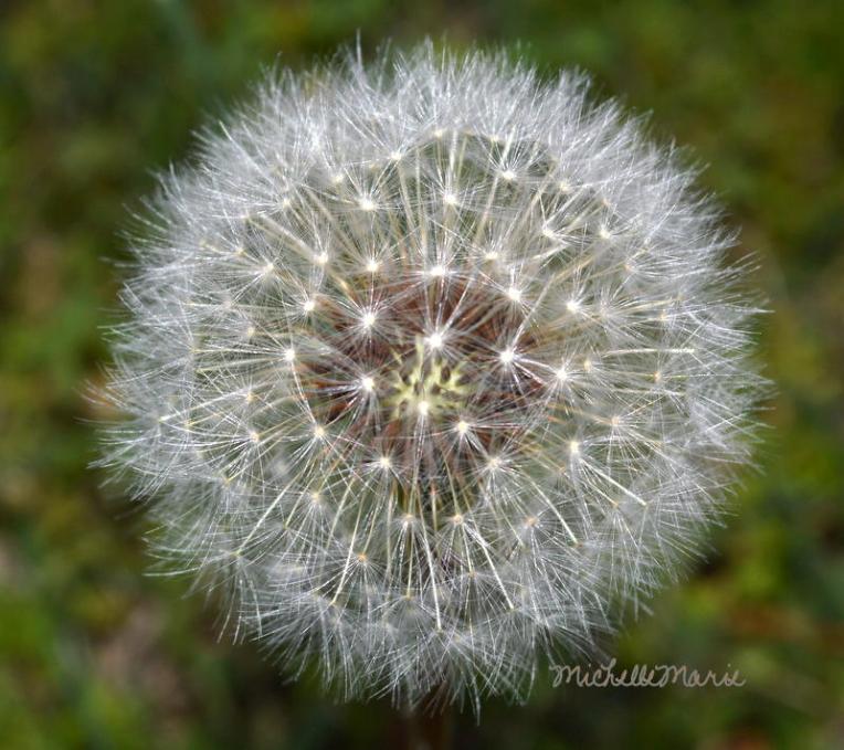 Good Morning~Before the mow