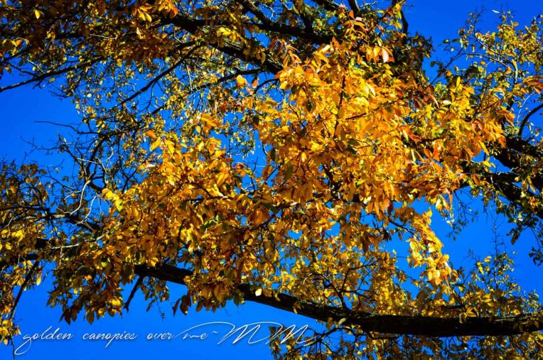 goldencanopies (1 of 1)