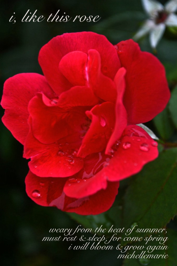 ilikethisrose