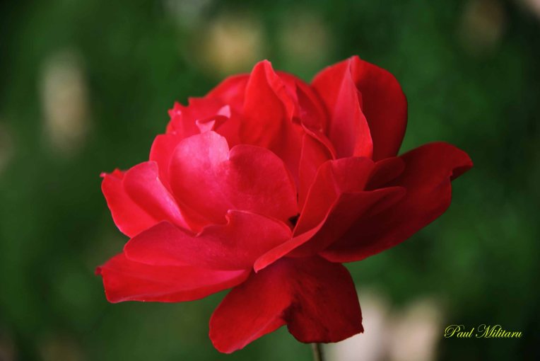 a-beautiful-rose-for-you