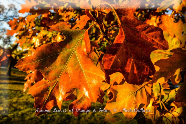 photo by MichelleMarie