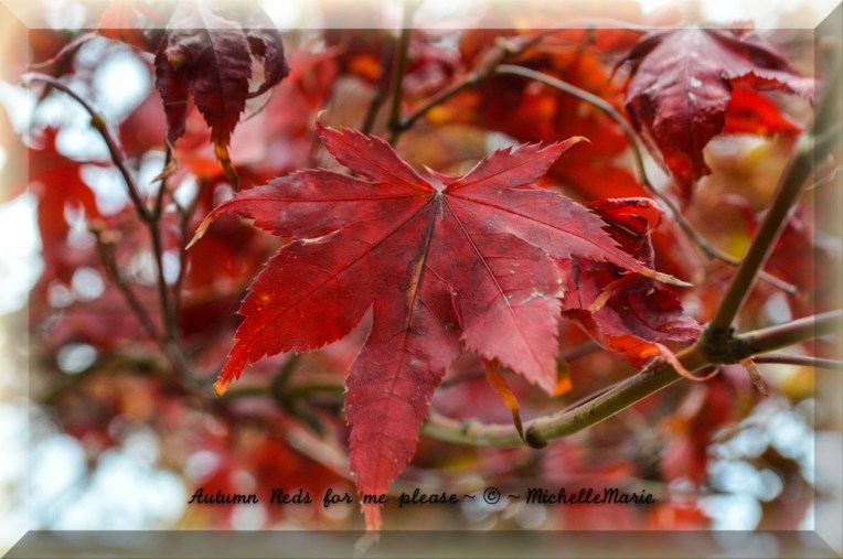 photo by MichelleMarie