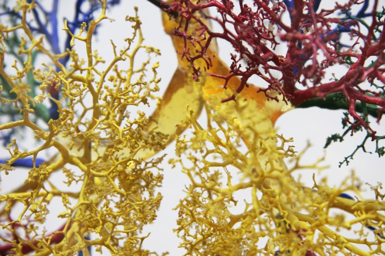 Veins Are A Kind Of Tree Of Life. Thanks dollarphotoclub!