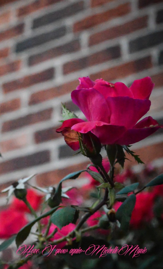 photos by MichelleMarie